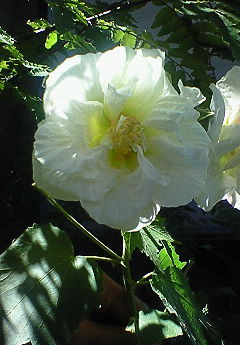 酔芙蓉