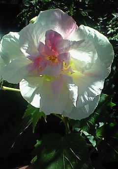 酔芙蓉