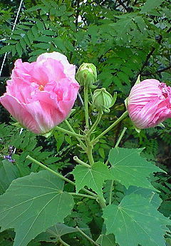 酔芙蓉